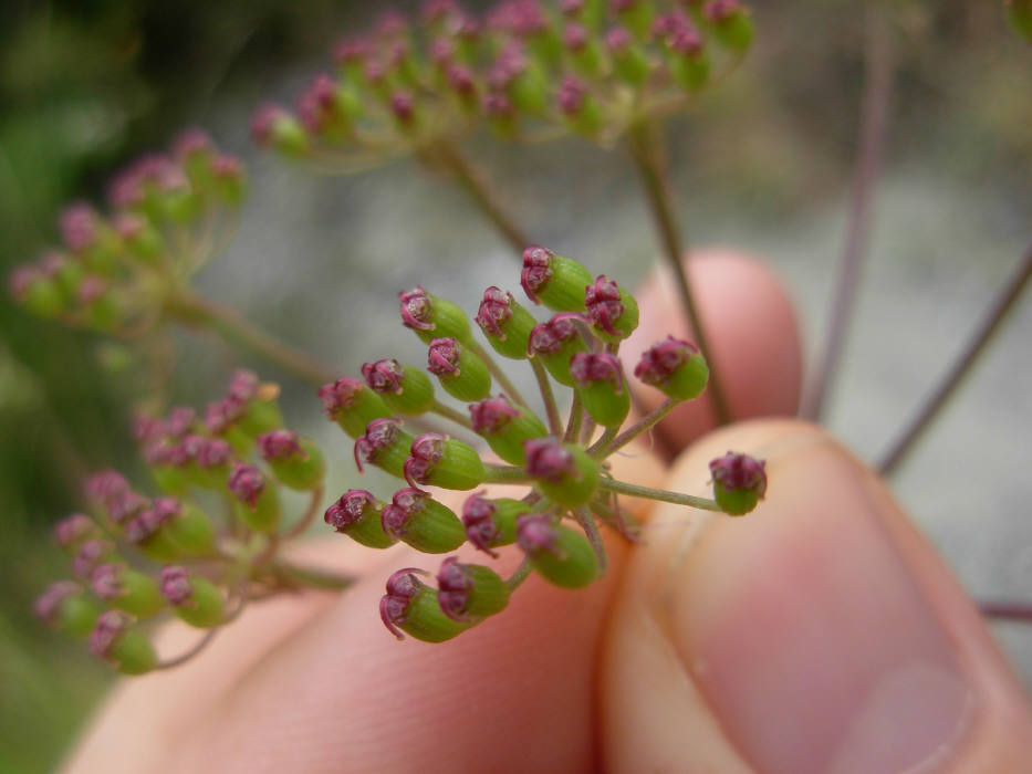 Peucedanum  cervaria (=Cervaria rivini ) / Imperatoria cervaria